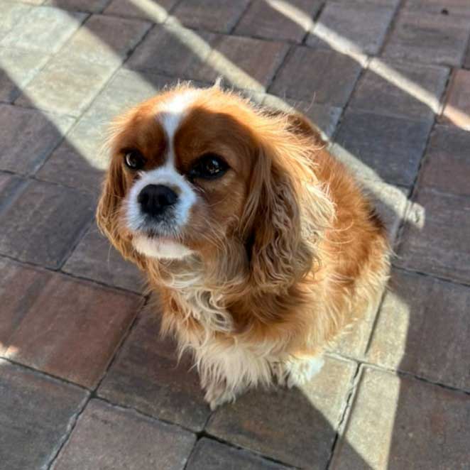 Adopt Cavalier King Charles Spaniel Lexi | SDA2645 | Alberton, GP 6 2 year old Cavalier King Charles Spaniel Lexi