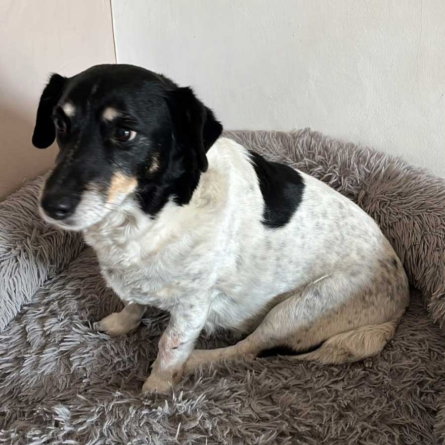 12 year old female Fox Terrier Cross Anita