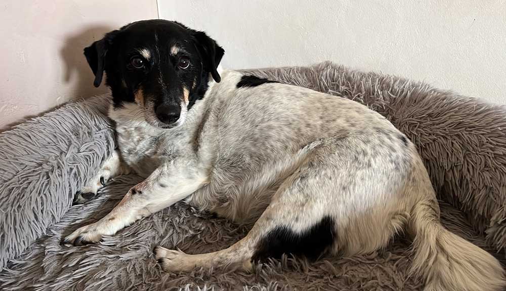 Senior Fox Terrier Cross Anita, 12 years old, available for adoption through Small Dog Adoptions & Rehoming