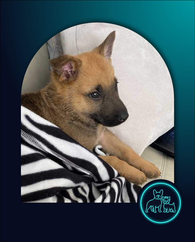 German Shepherd Puppy Kiaro
