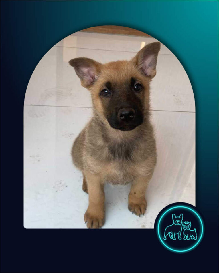 ADOPT German Shepherd Puppy Kiaro