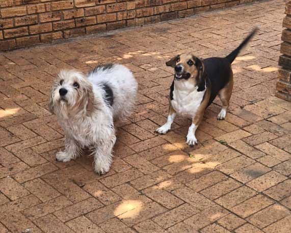 Juno & Apollo Basset Hound cross