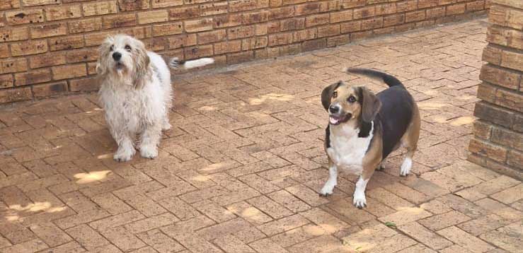 Juno & Apollo Basset Hound cross male and female