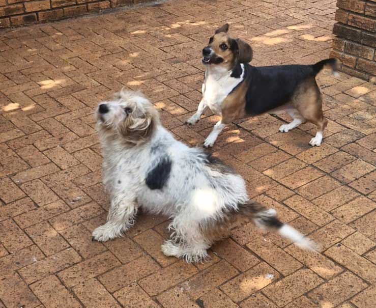 Juno & Apollo Basset Hound cross male and female 6 years old