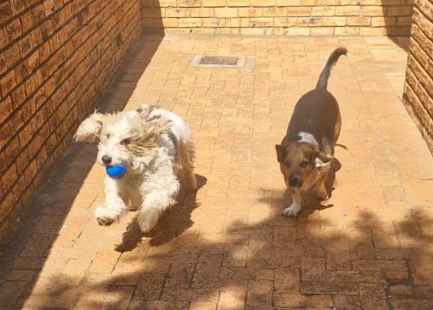 playful Juno & Apollo Basset Hound cross