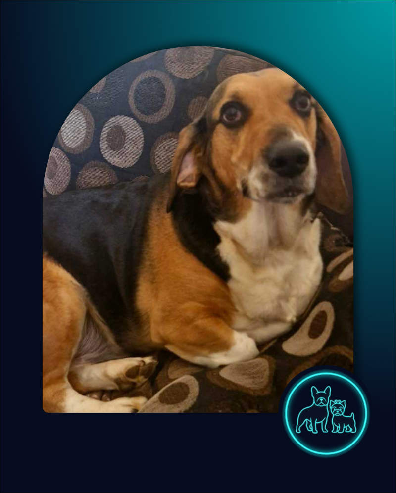 Adopt Basset Hound Cross Juno | SDA2646 | Roodepoort, GP 2 6 year old female Basset Hound cross