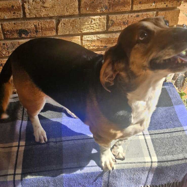 Adopt Basset Hound Cross Juno | SDA2646 | Roodepoort, GP 6 female Basset Hound 6 years old