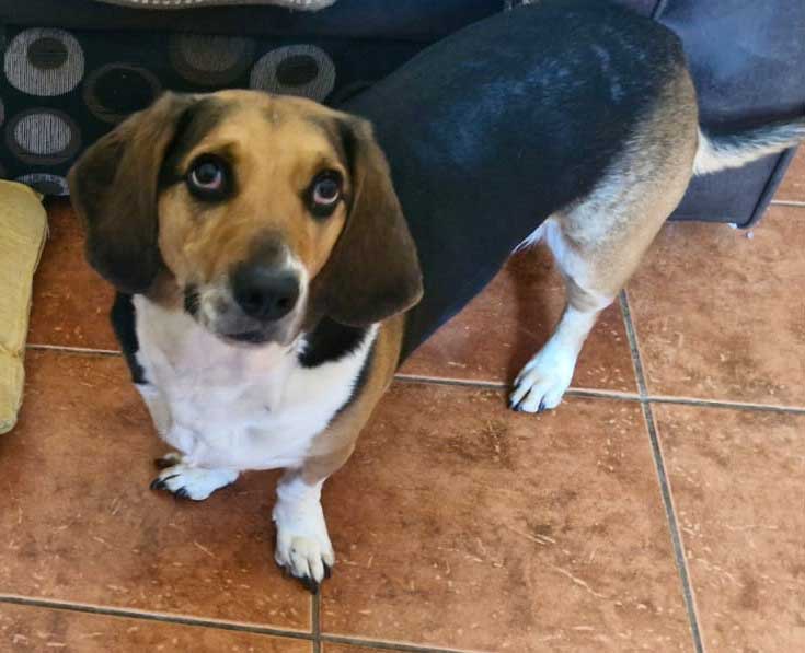 Adopt Basset Hound Cross Juno | SDA2646 | Roodepoort, GP 8 lovable female Basset Hound