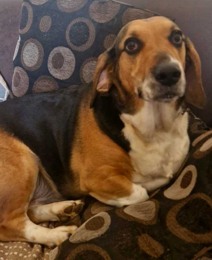 Adopt Basset Hound Cross Juno | SDA2646 | Roodepoort, GP 7 Basset Hound Cross Juno