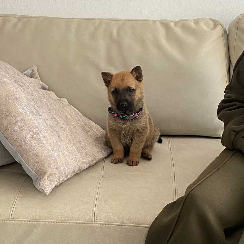ADOPT GSD Puppy Kiaro
