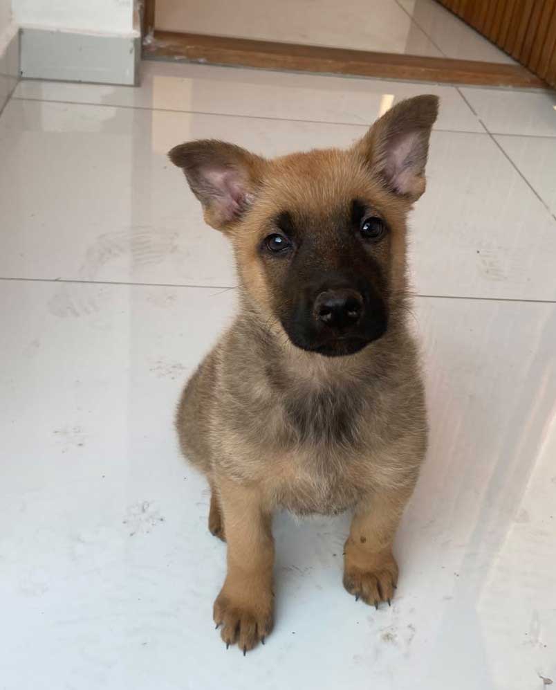 ADOPT 8 week old German Shepherd Puppy Kiaro