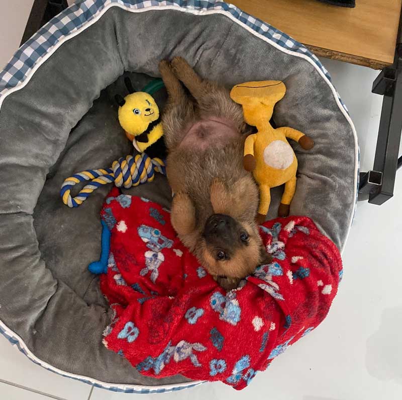 ADOPT German Shepherd Puppy Kiaro