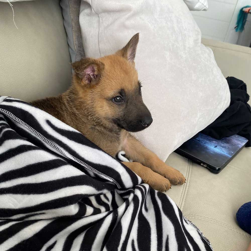 Kiaro male German Shepherd 4