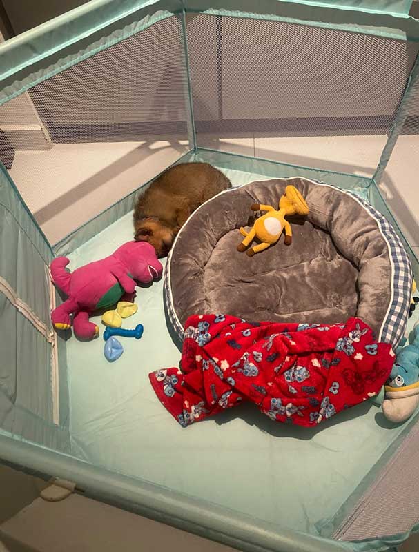 ADOPT German Shepherd Puppy Kiaro sleeping in a play pen