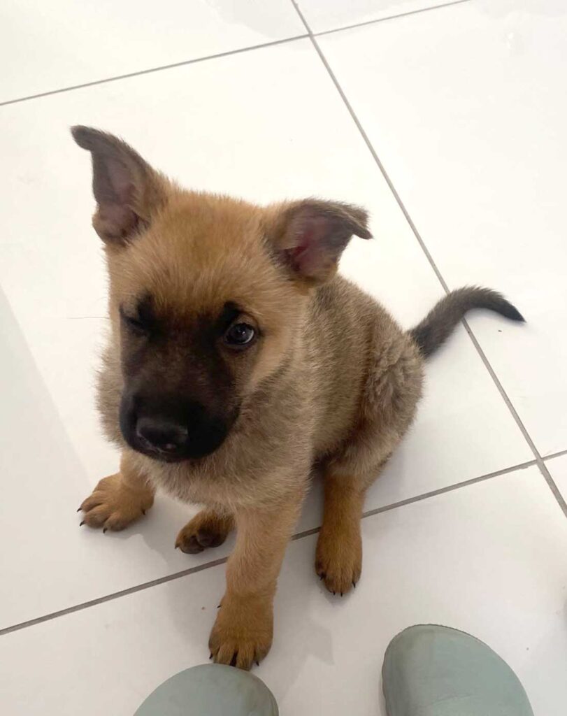 ADOPT German Shepherd Puppy Kiaro - 8 weeks old