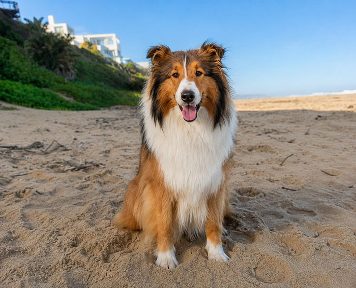 Adopta 1 year old male Rough Collie, Allie