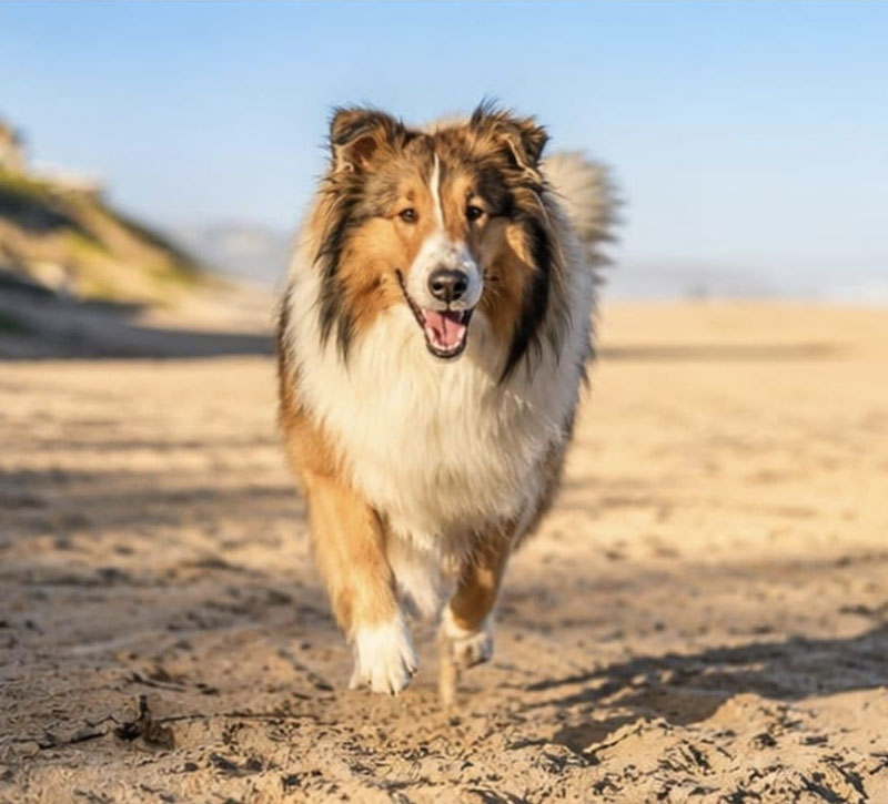 Adopt Allie a one year old male Rough Collie
