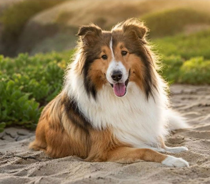 Rough Collie male looking for a new home through Small Dog Adoptions & Rehoming