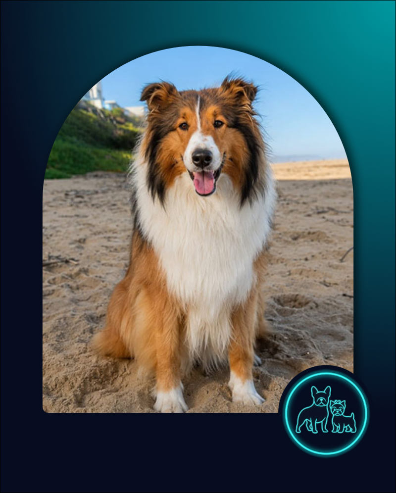 Rough Collie Allie, 1 year old male, available for adoption through Small Dog Adoptions & Rehoming