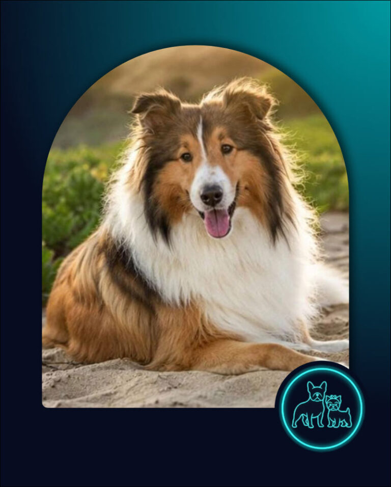 Adopt Rough Collie Allie a one year old male