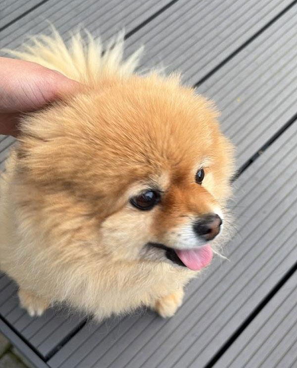 Adopt a Toy Pom