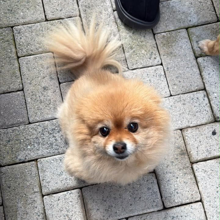 Senior Toy Pom for Adoption through Small Dog Adoptions & Rehoming