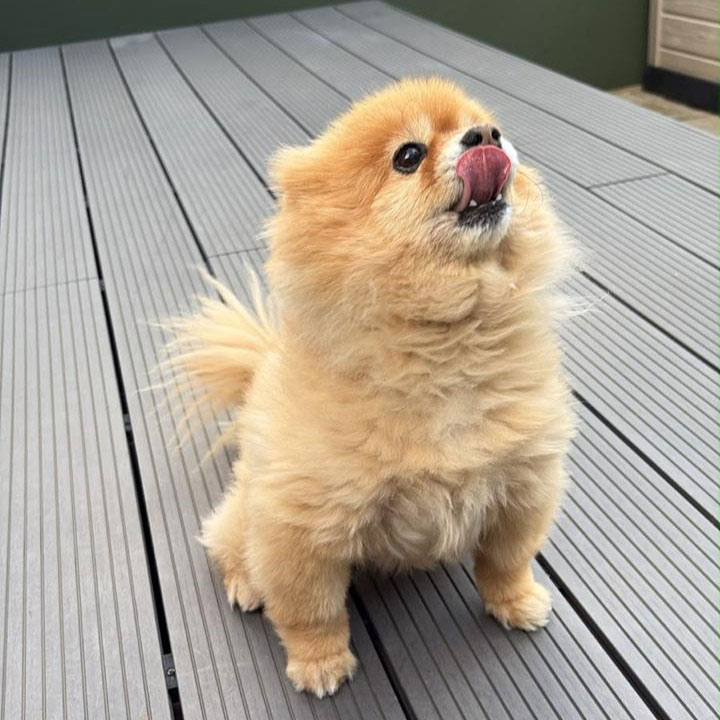Senior Pomeranian Duchess