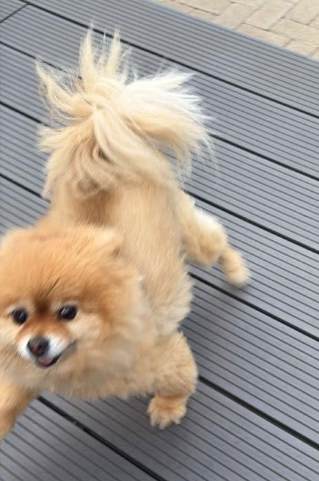 Duchess a senior 10 year old female Toy Pom
