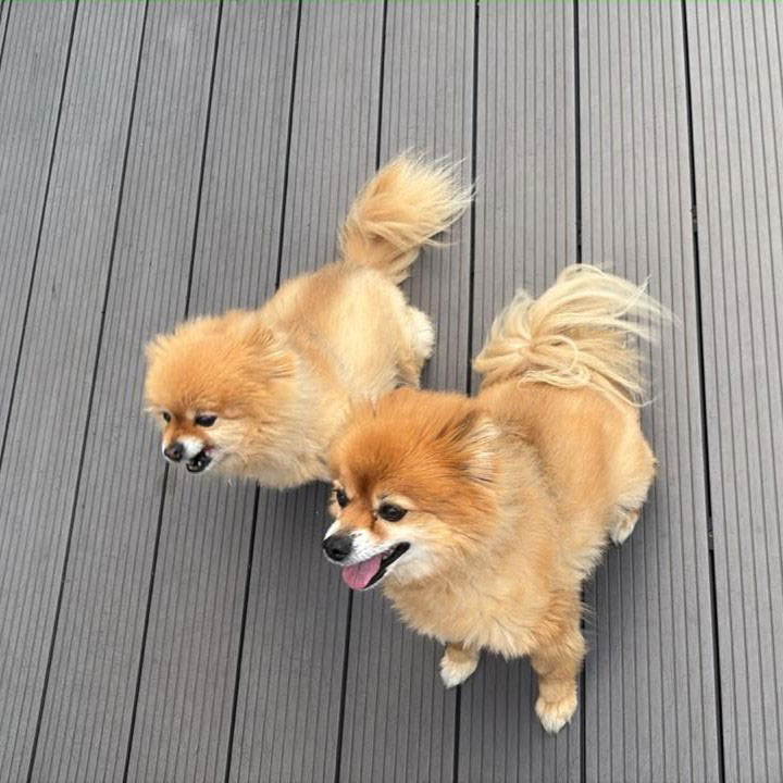 Toy Pom male and female