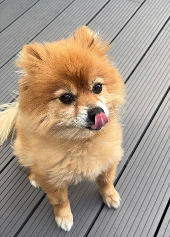 10 year old male Toy Pom Lewis
