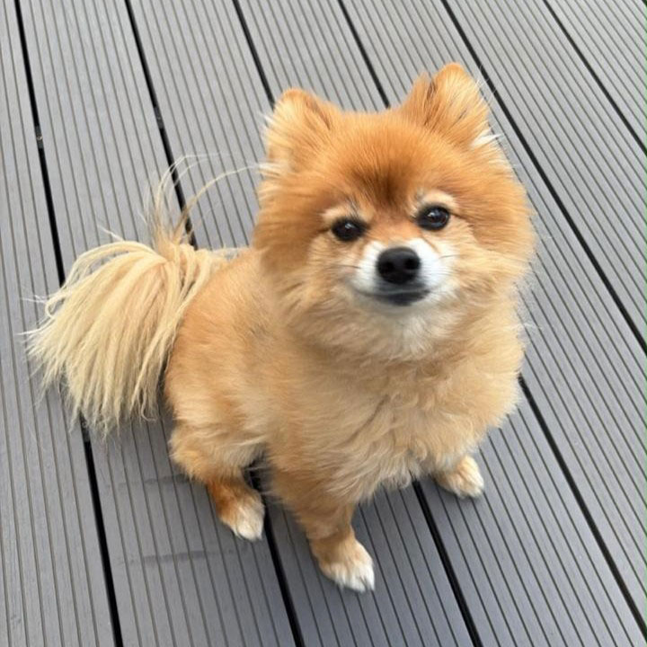 adopt senior Pomeranian male Lewis