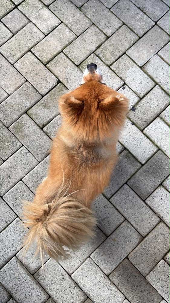 10 year old male Pomeranian