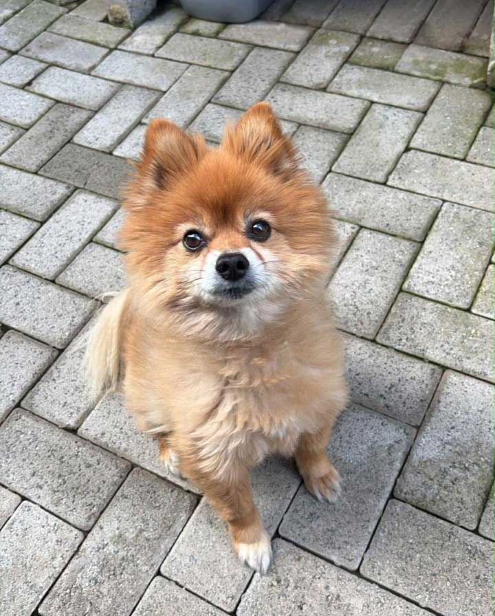 Senior male Toy Pom Lewis