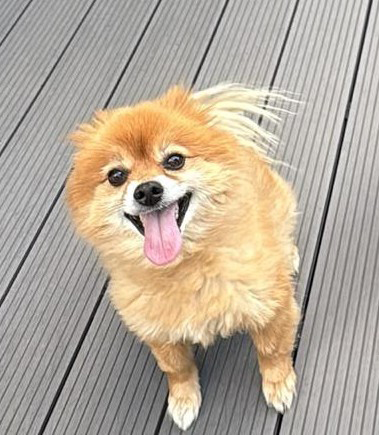 Lewis male Toy Pom