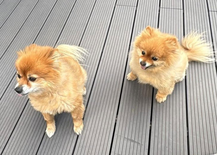 Male and female Pomeranians available for adoption through Small Dog Adoptions & Rehoming