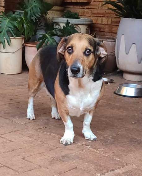 Adopt Basset Hound Cross Juno | SDA2646 | Roodepoort, GP 3 WhatsApp Image 2026 09 02 at 4.28