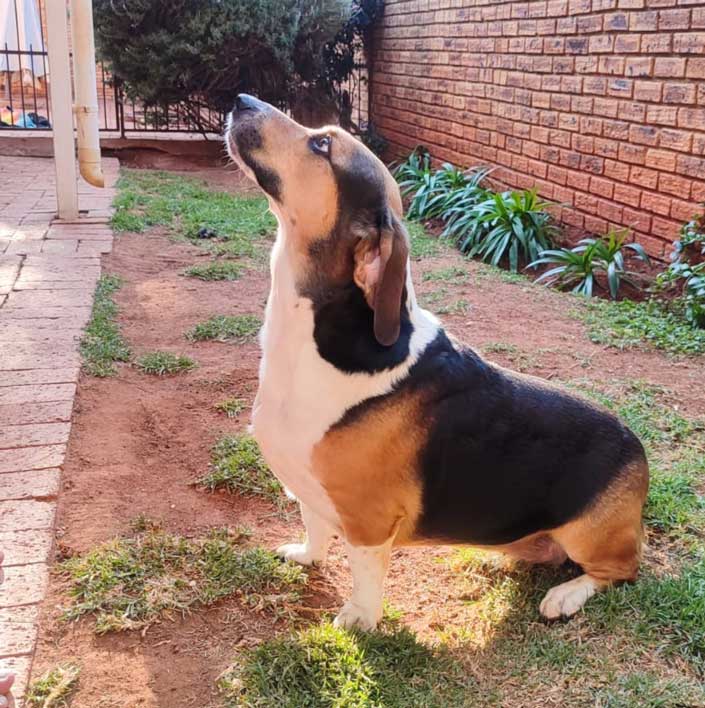 Adopt Basset Hound Cross Juno | SDA2646 | Roodepoort, GP 5 6 year old female Basset
