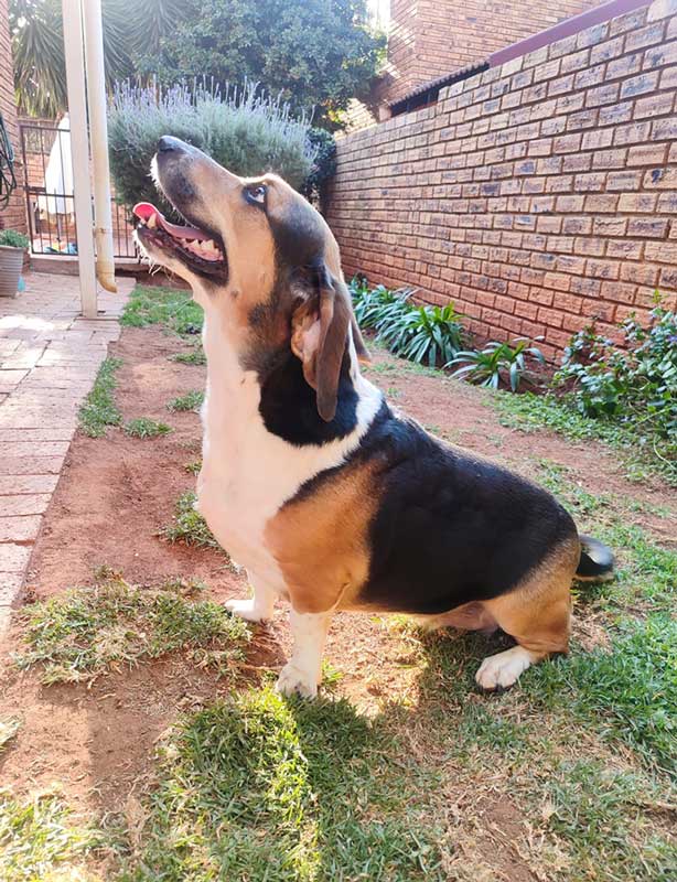 Adopt Basset Hound Cross Juno | SDA2646 | Roodepoort, GP 4 female Basset