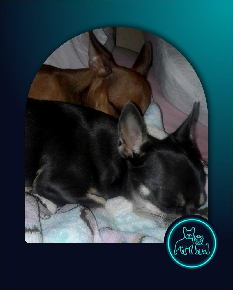 Adopt Chihuahua Pair Cooper & Chloe | SDA2648 | Centurion, GP 2 ADOPT Chihuahua Pair Cooper & Chloe