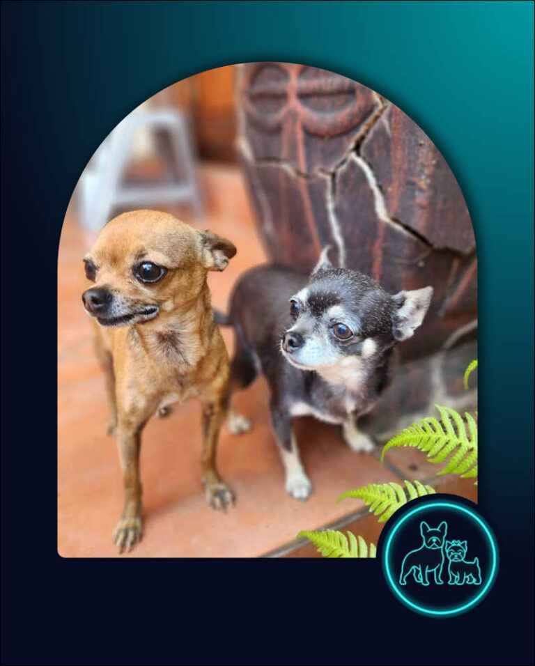 Adopt Chihuahua Pair Cooper & Chloe | SDA2648 | Centurion, GP 13 adopt Chihuahua Pair Cooper & Chloe
