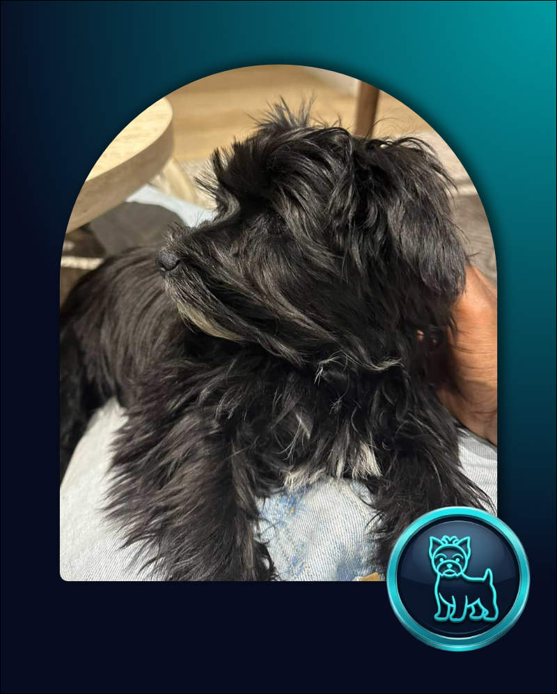 ADOPTED | Yorkie Puppy Sophie | YR2651 | Sandton, GP 2 Yorkie Puppy Sophie, 3.1kg female available for adoption through Yorkie Rehoming.