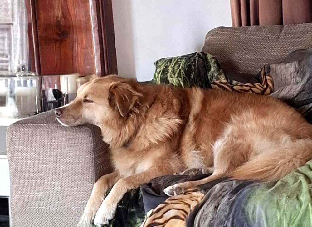 Adoption Success Story Bailey 1