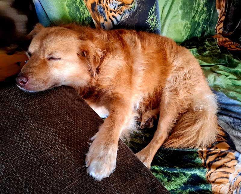 Adoption Success Story Bailey 10