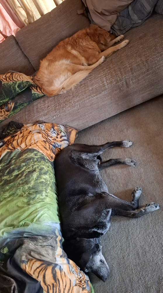 Adoption Success Story Bailey 12