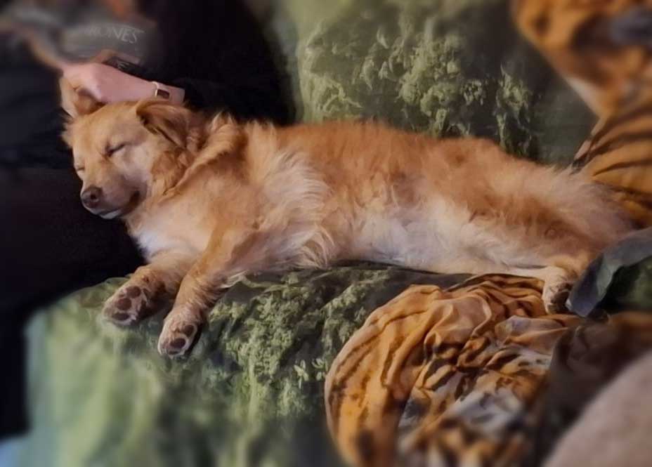 Adoption Success Story Bailey 13