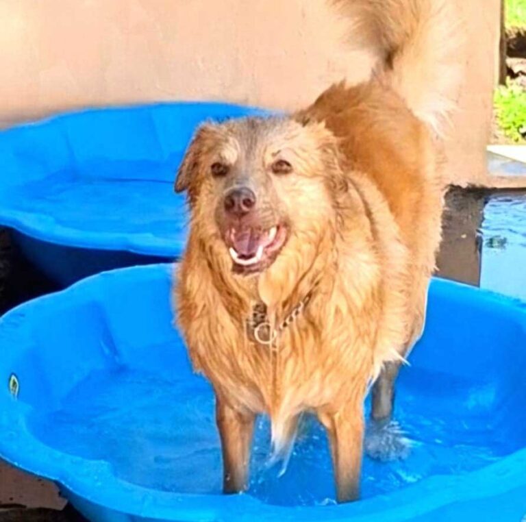 Adoption Success Story Bailey | Golden Retriever Cross 4 Adoption Success Story Bailey