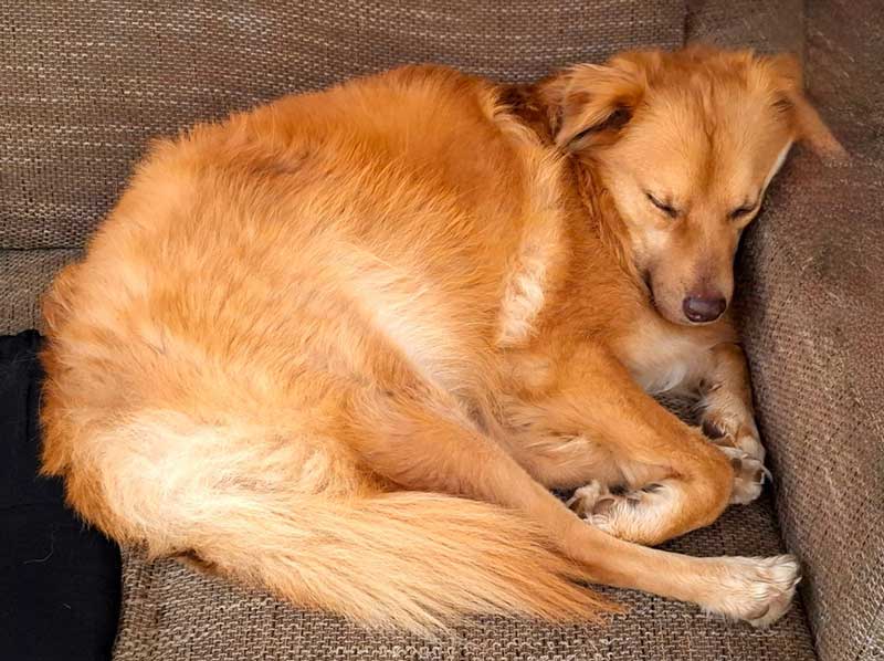 Adoption Success Story Bailey 2