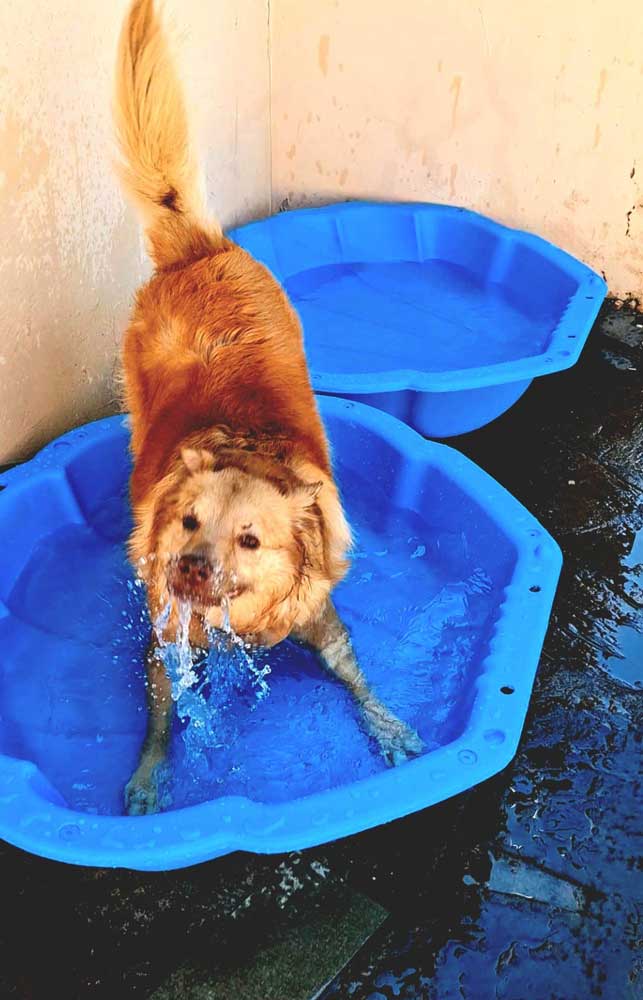 Adoption Success Story Bailey 3