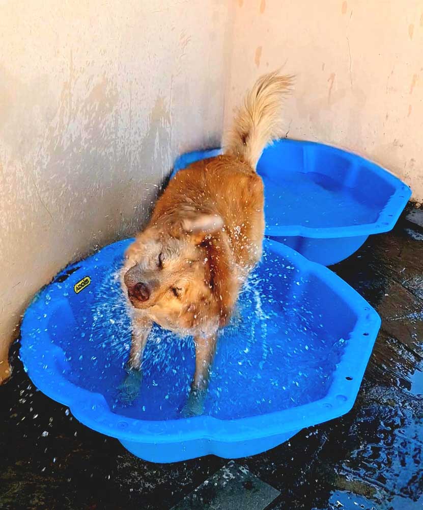 Adoption Success Story Bailey 4