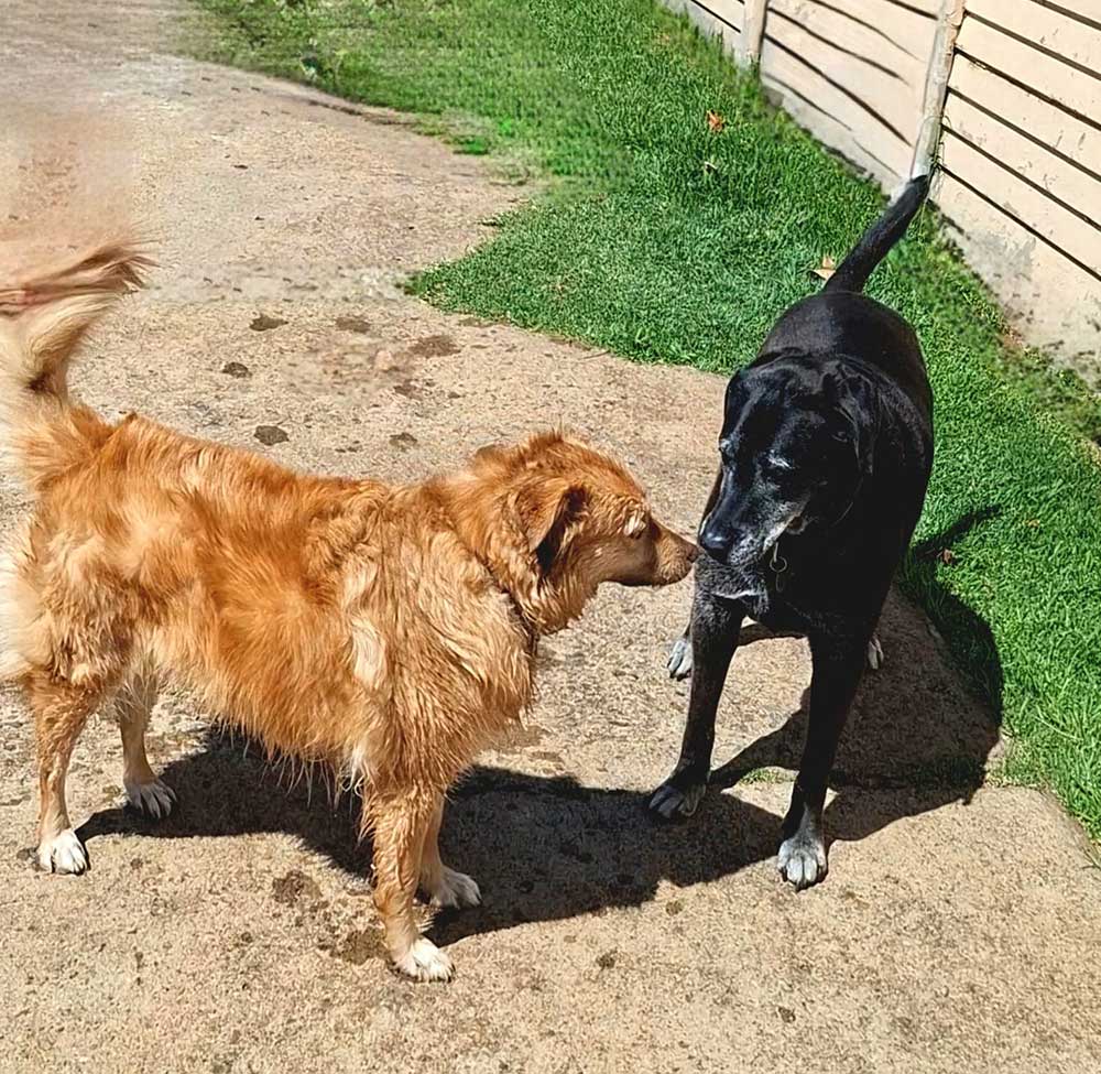 Adoption Success Story Bailey 5
